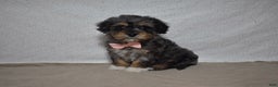 Cavachon dogs for sale: Roxy  - Ad 1