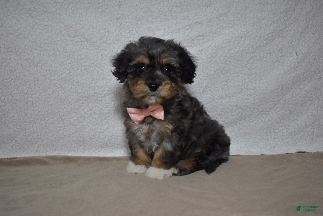 Cavachon dogs for sale: Roxy  - Ad 1