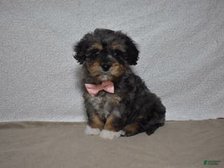 Cavachon dogs Roxy - Ad 10