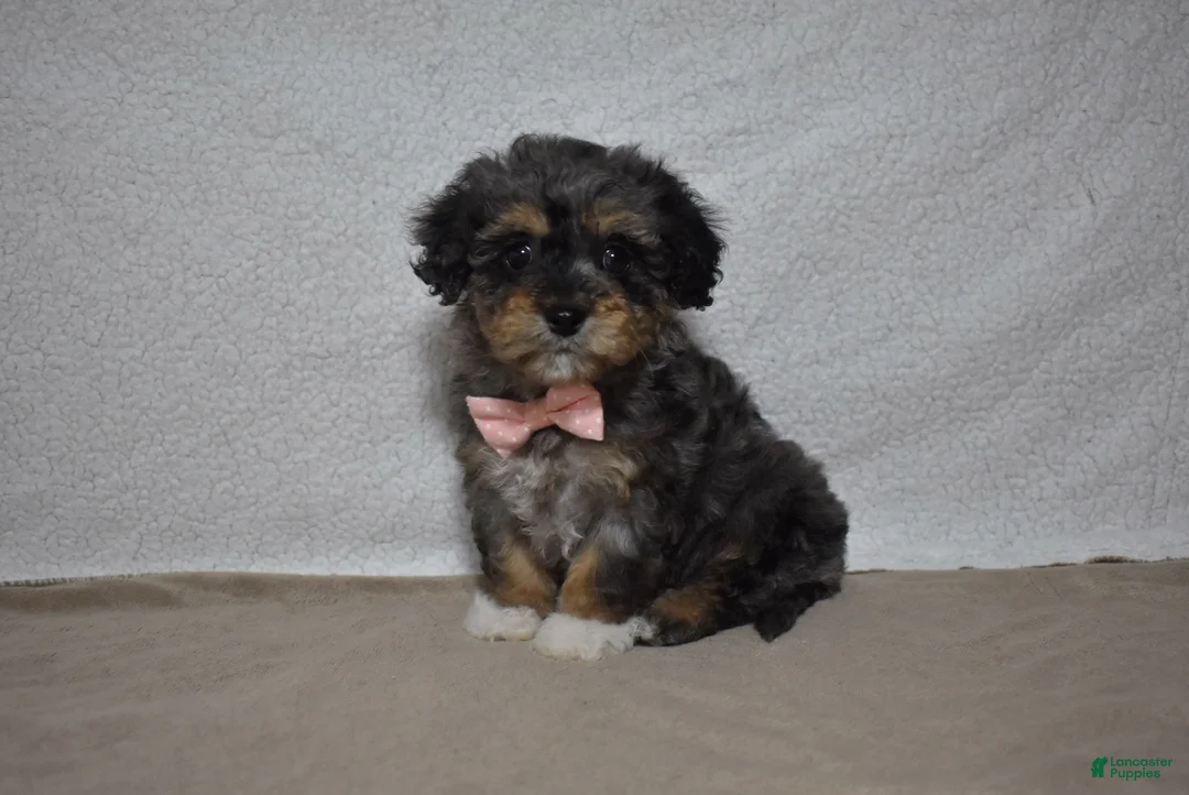 Cavachon dogs for sale: Roxy  - Ad 1