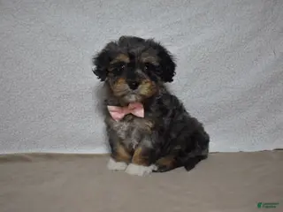 Cavachon dogs Roxy - Ad 7