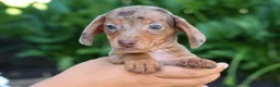 Miniature Dachshund dogs for sale:  Zion💙 - Ad 9