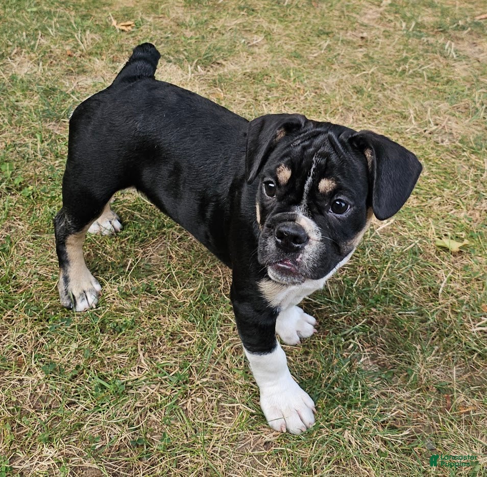 Mixed Breed dogs SALE! Captain Jack  - Ad 1