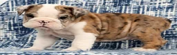 English Bulldog dogs for sale: Jaxson - Ad 4