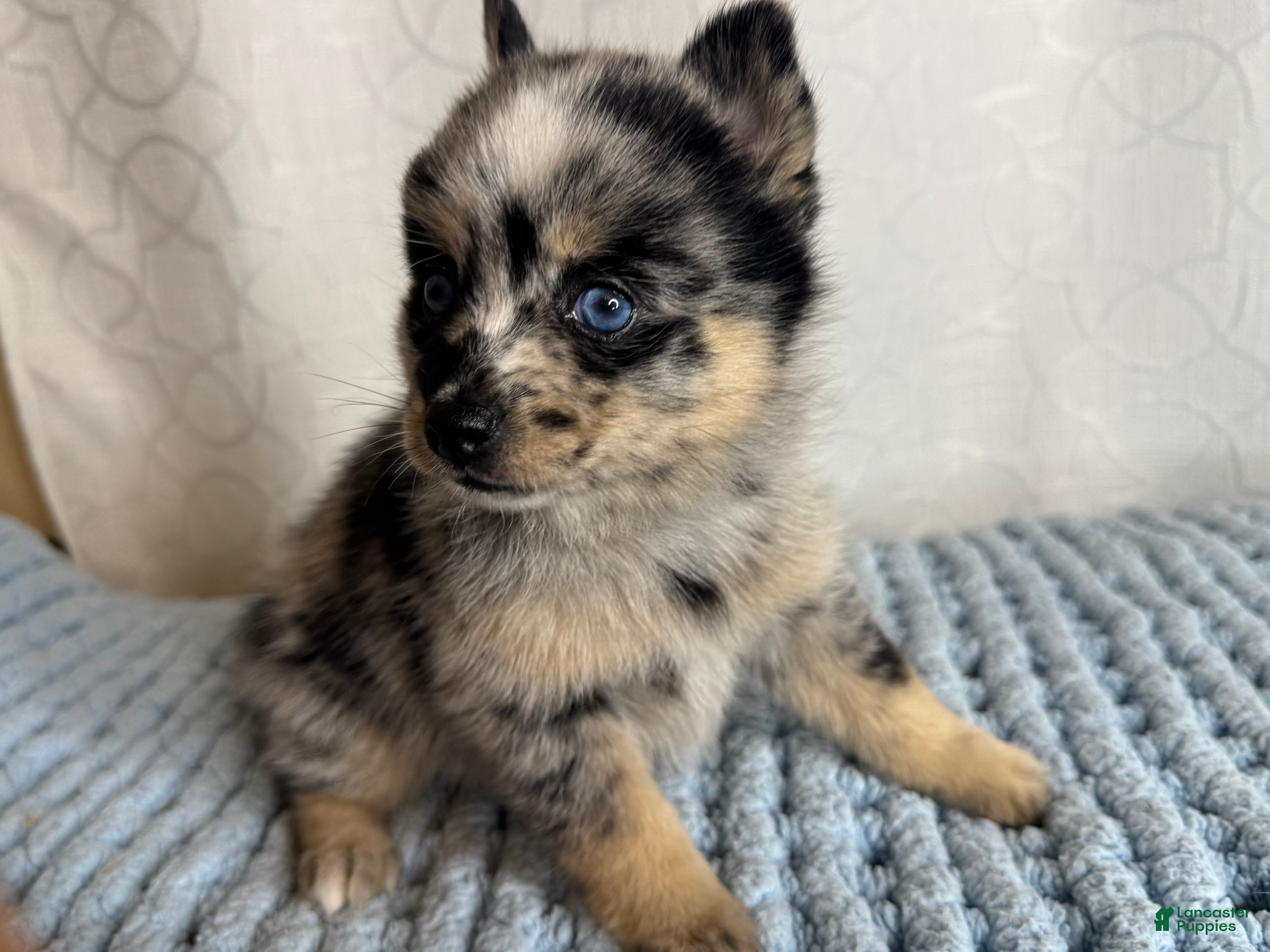 Pomsky dogs Romy - Ad 41