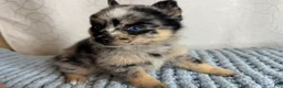 Pomsky dogs for sale: Romy - Ad 1