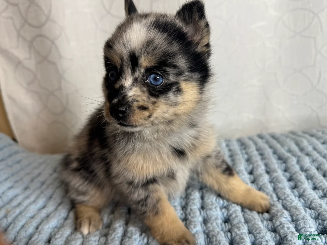 Pomsky dogs for sale: Romy - Ad 1