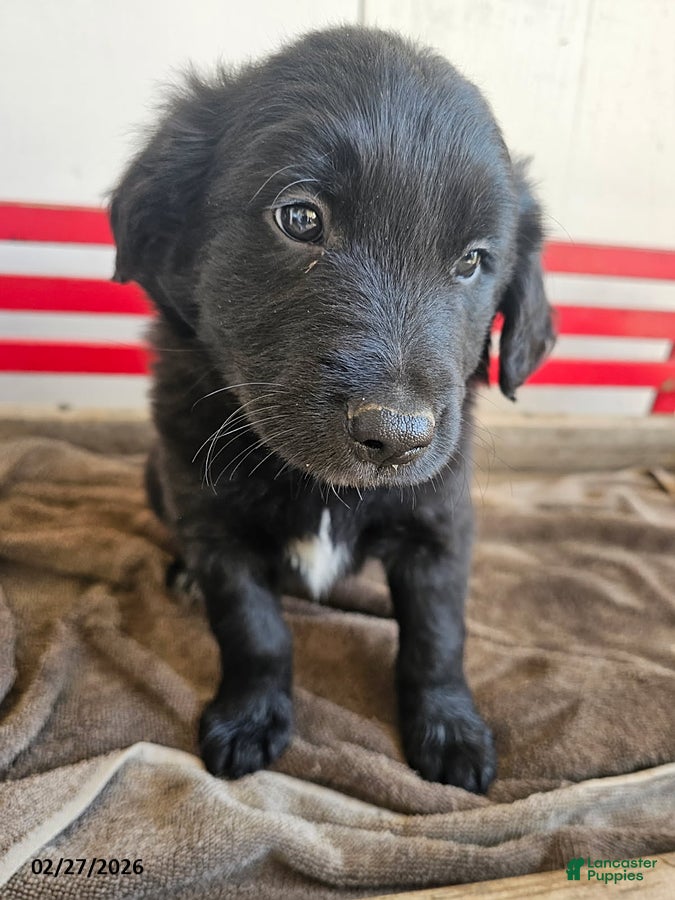 Mixed Breed dogs Lefty - Ad 2