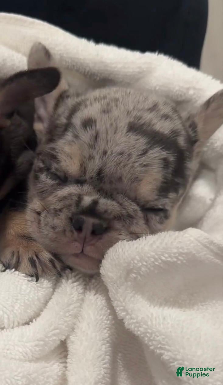 French Bulldog dogs Bean - Ad 2