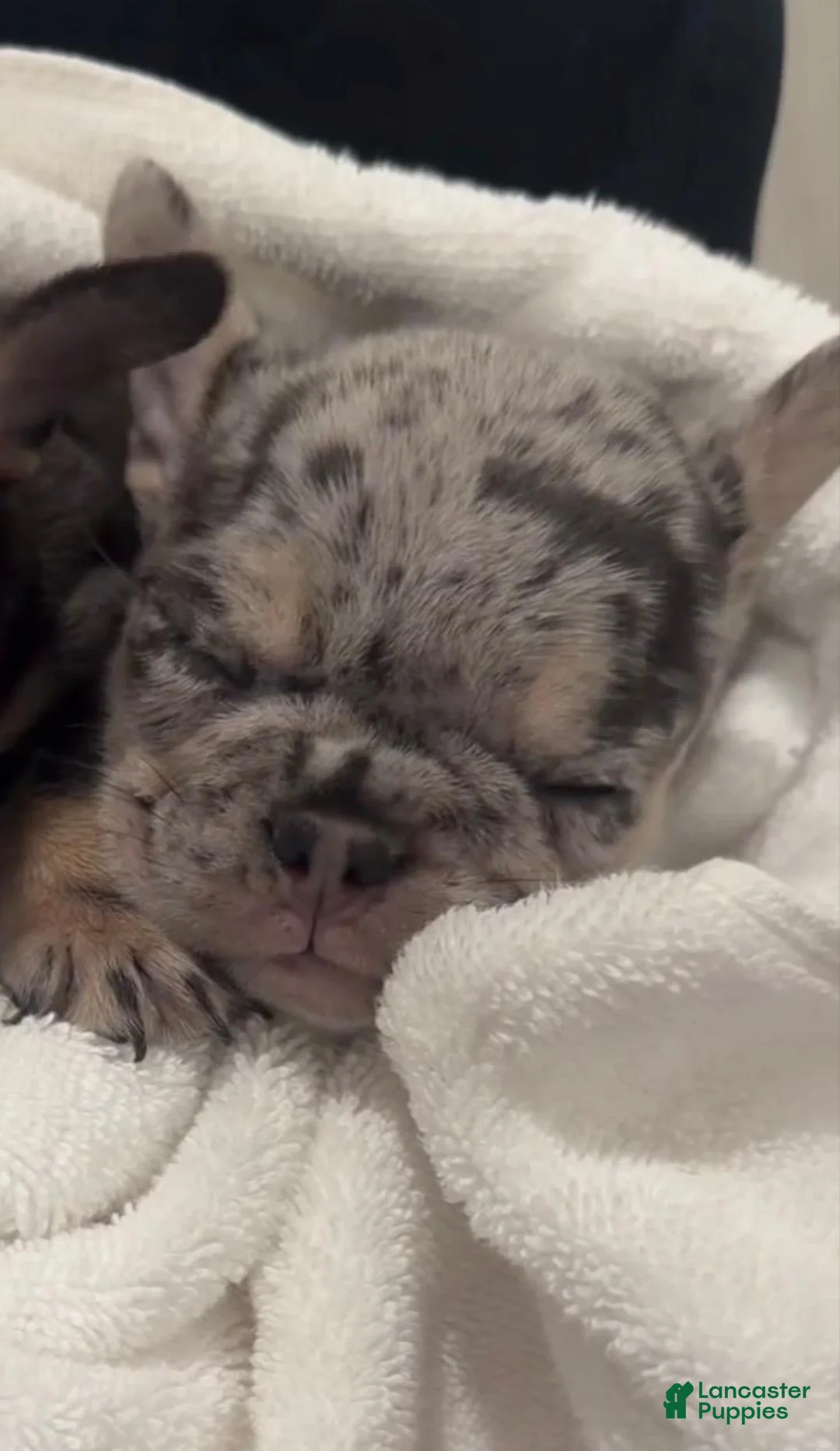 French Bulldog dogs for sale: Bean - Ad 2