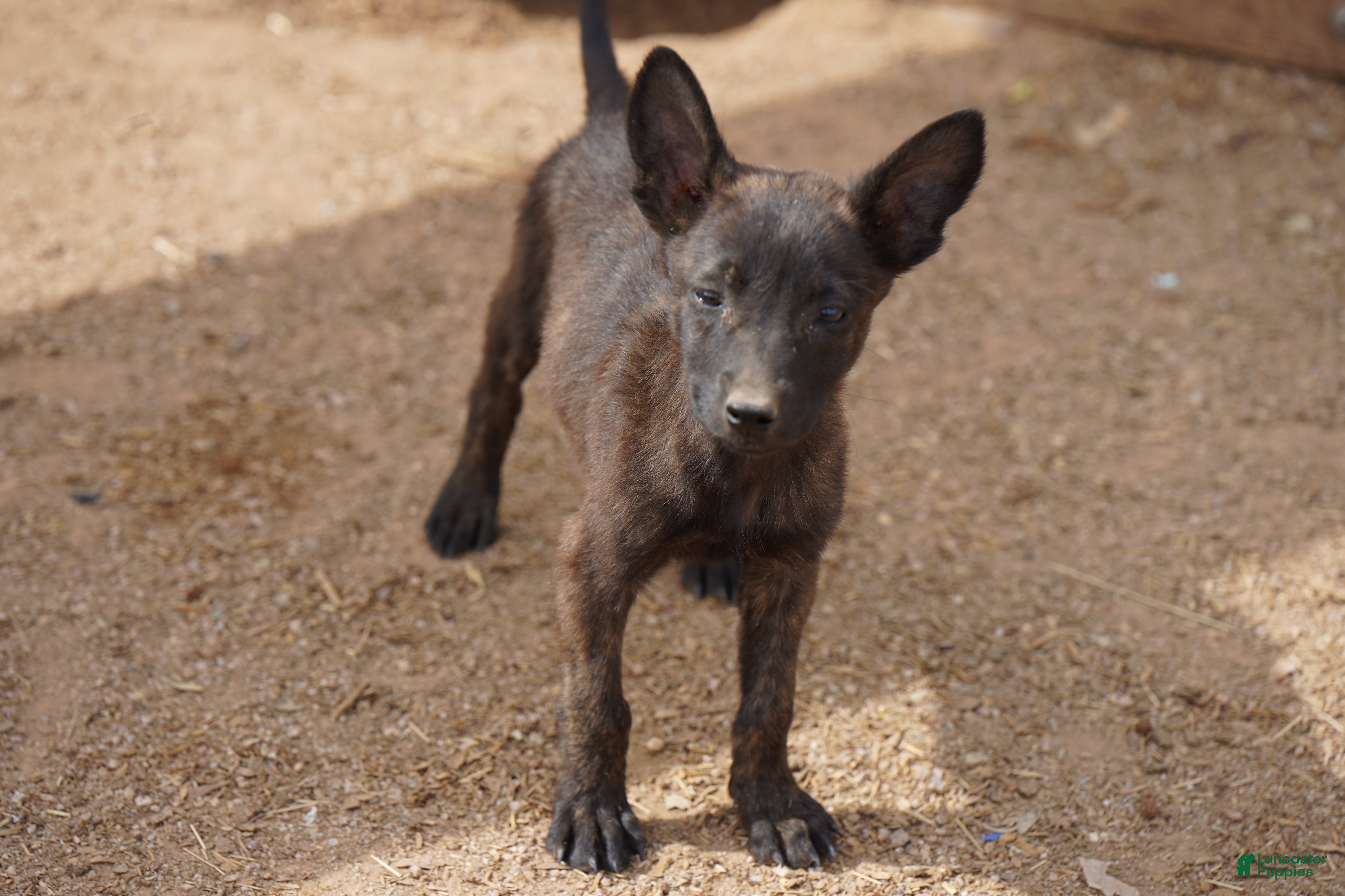 Dutch Shepherd dogs Dutchie F 1 - Ad 2