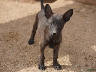 Dutch Shepherd dogs Dutchie F 1 - Ad 2