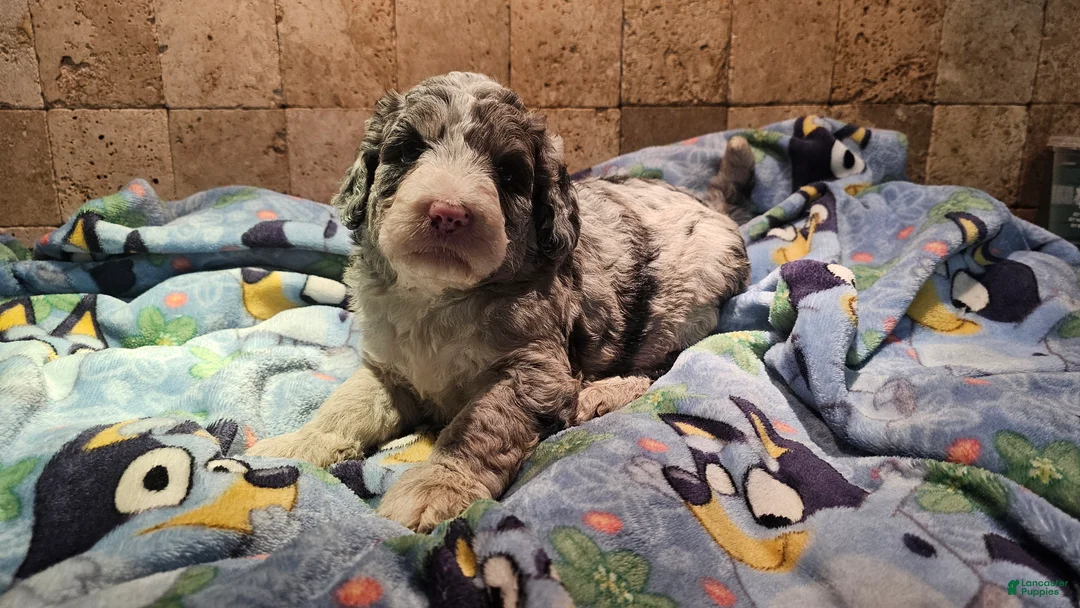 Sheepadoodle dogs for sale: Opal - Ad 1