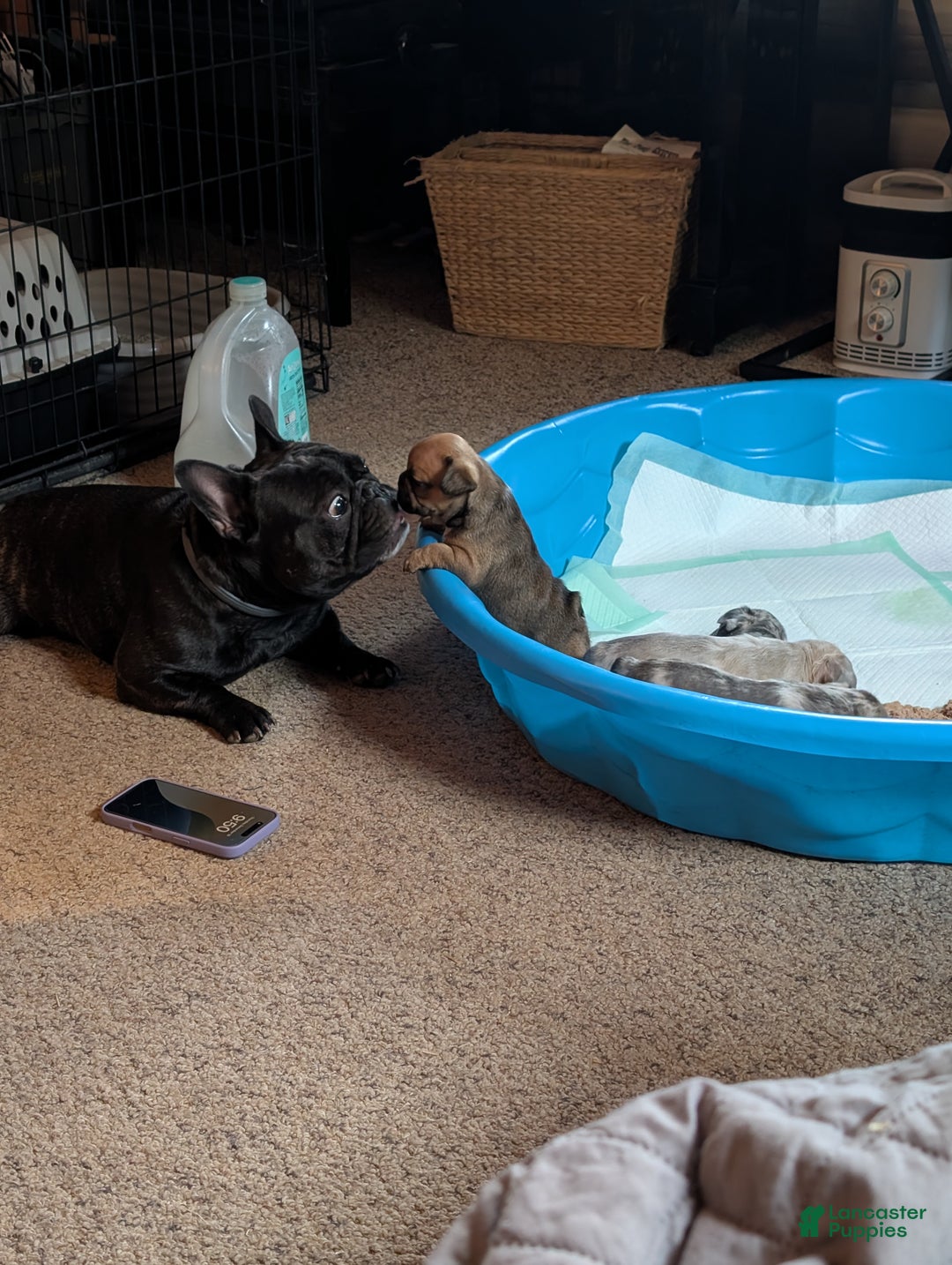 French Bulldog dogs for sale: Chocolate Obsession - Ad 13