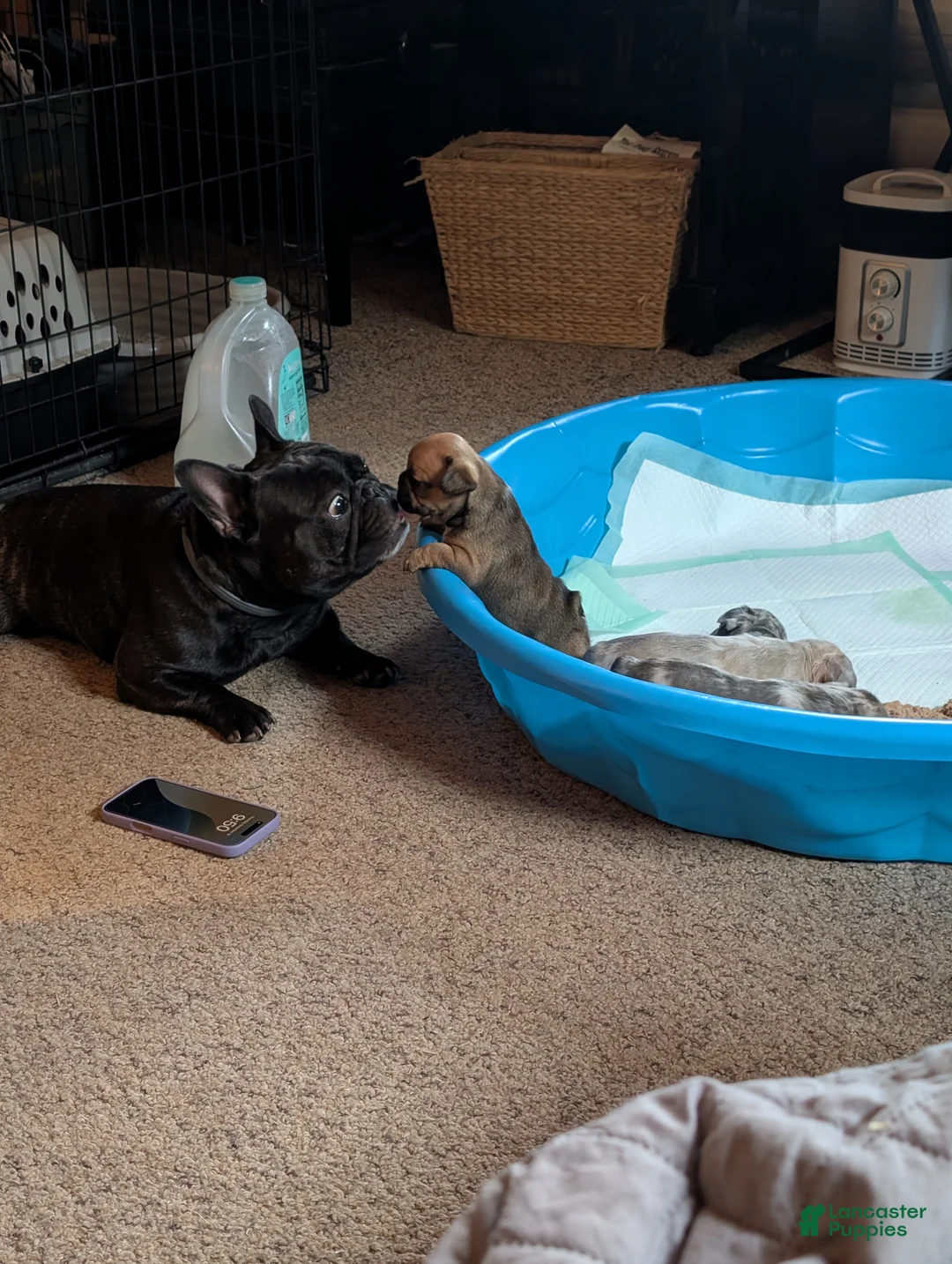 French Bulldog dogs for sale: Silver - Ad 16