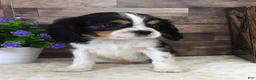 Cavalier King Charles Spaniel dogs for sale: #2 Male (Lulu's) - Ad 2