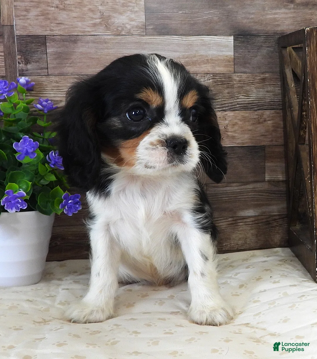 Cavalier King Charles Spaniel dogs for sale: #2 Male (Lulu's) - Ad 2