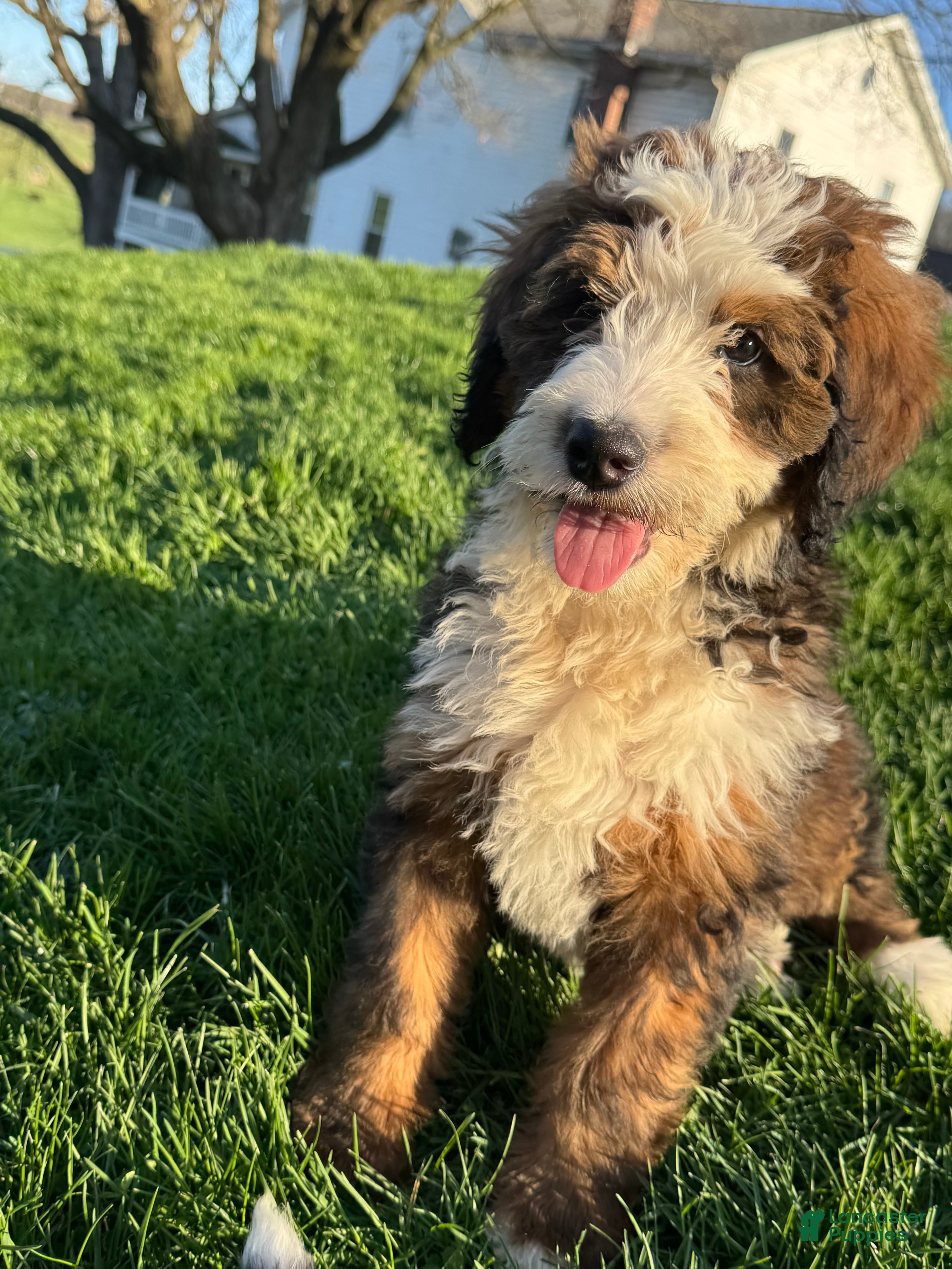 Bernedoodle dogs Sadie - Ad 1