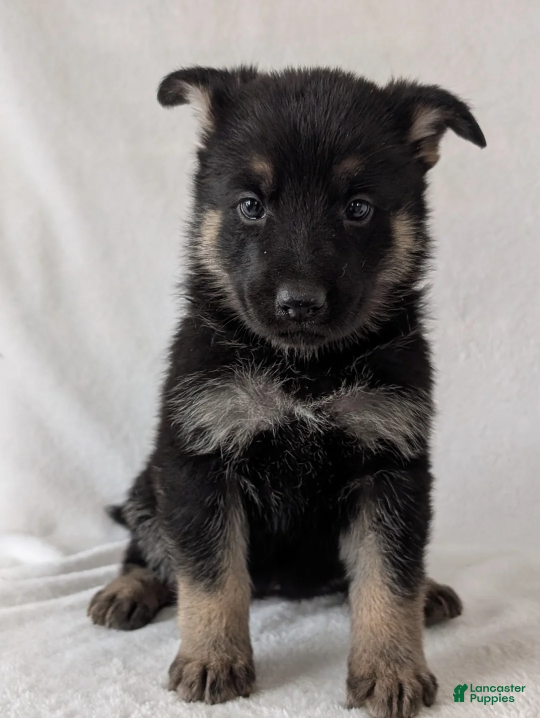 German Shepherd dogs for sale: Raina - Ad 8