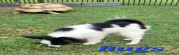 Papillon dogs for sale: Bugs - Ad 5