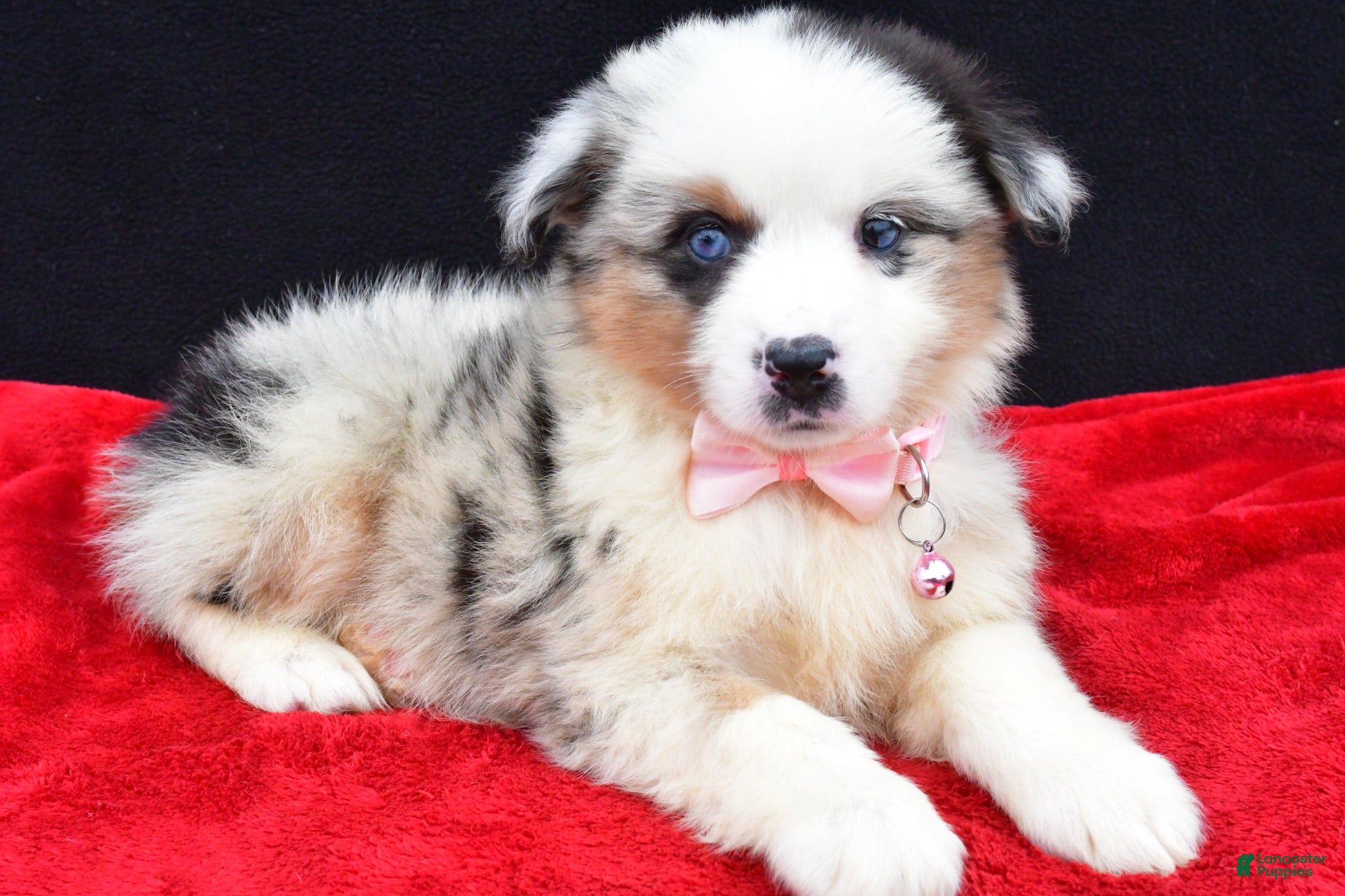 Miniature Australian Shepherd dogs Ocean - Ad 1