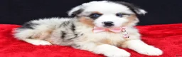 Miniature Australian Shepherd dogs for sale: Ocean - Ad 1