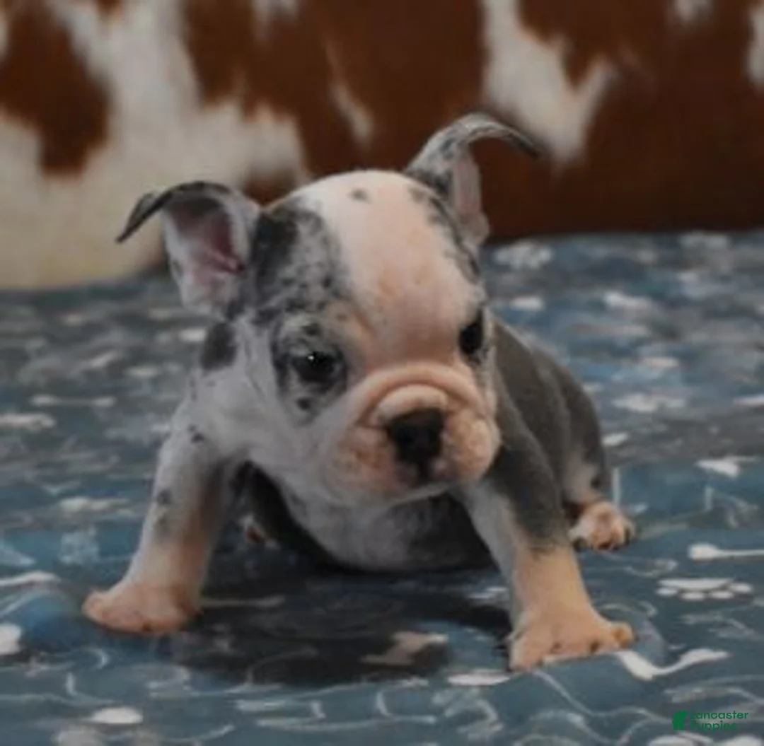 English Bulldog dogs for sale: BOSS, BLUE MERLE - Ad 3