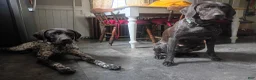 German Shorthaired Pointer dogs for sale: Brown Collar aka Howard - Ad 10