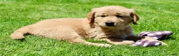 Golden Retriever dogs for sale: Ollie - Ad 7