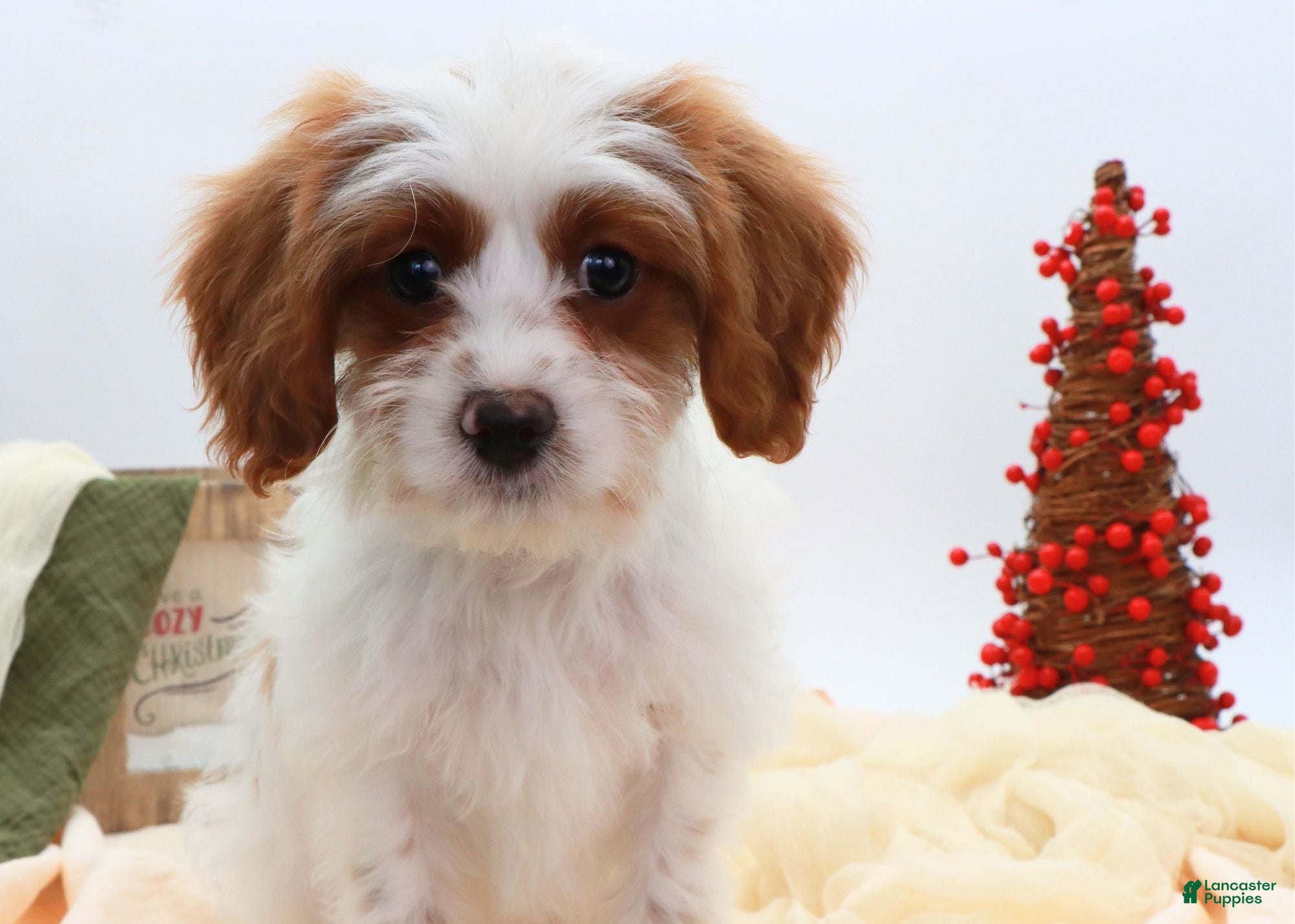 Cavapoo dogs Finn - Ad 39