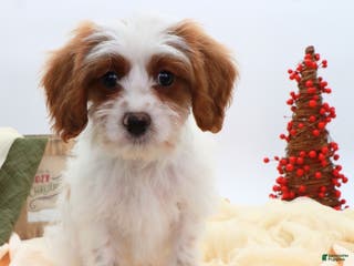 Cavapoo dogs Finn - Ad 20