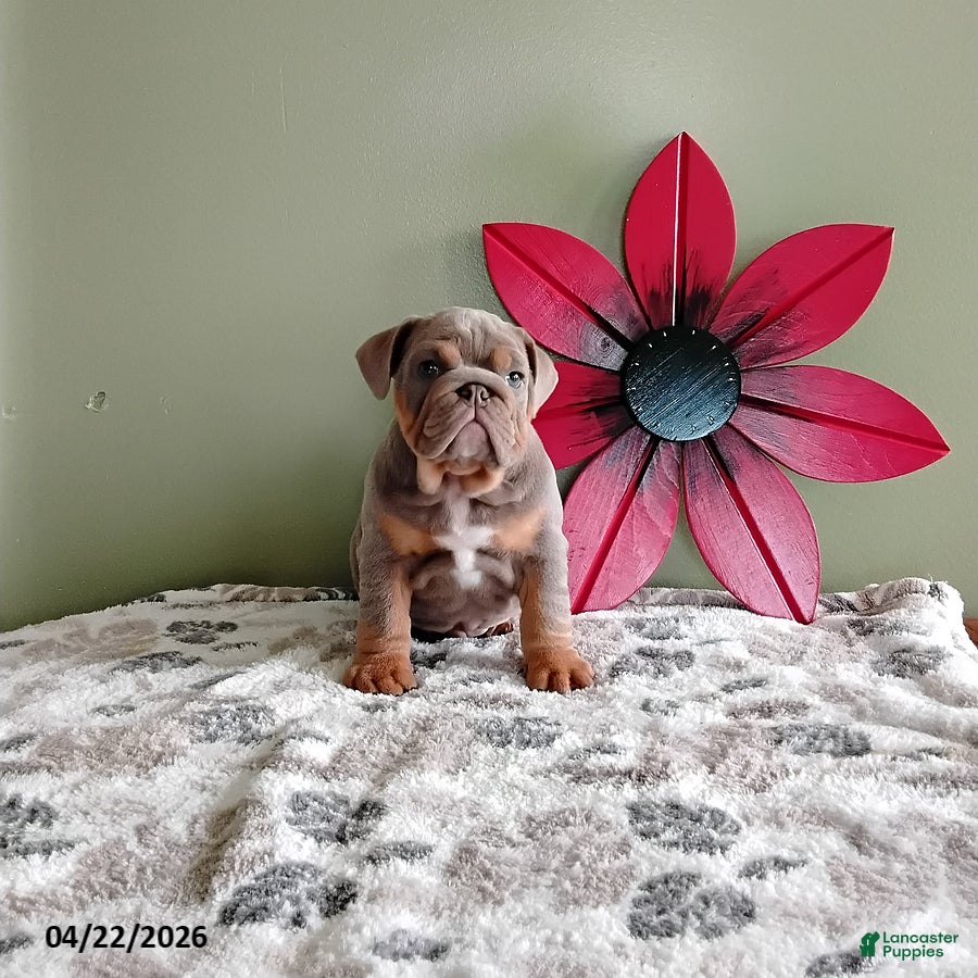 English Bulldog dogs Jackson - Ad 2