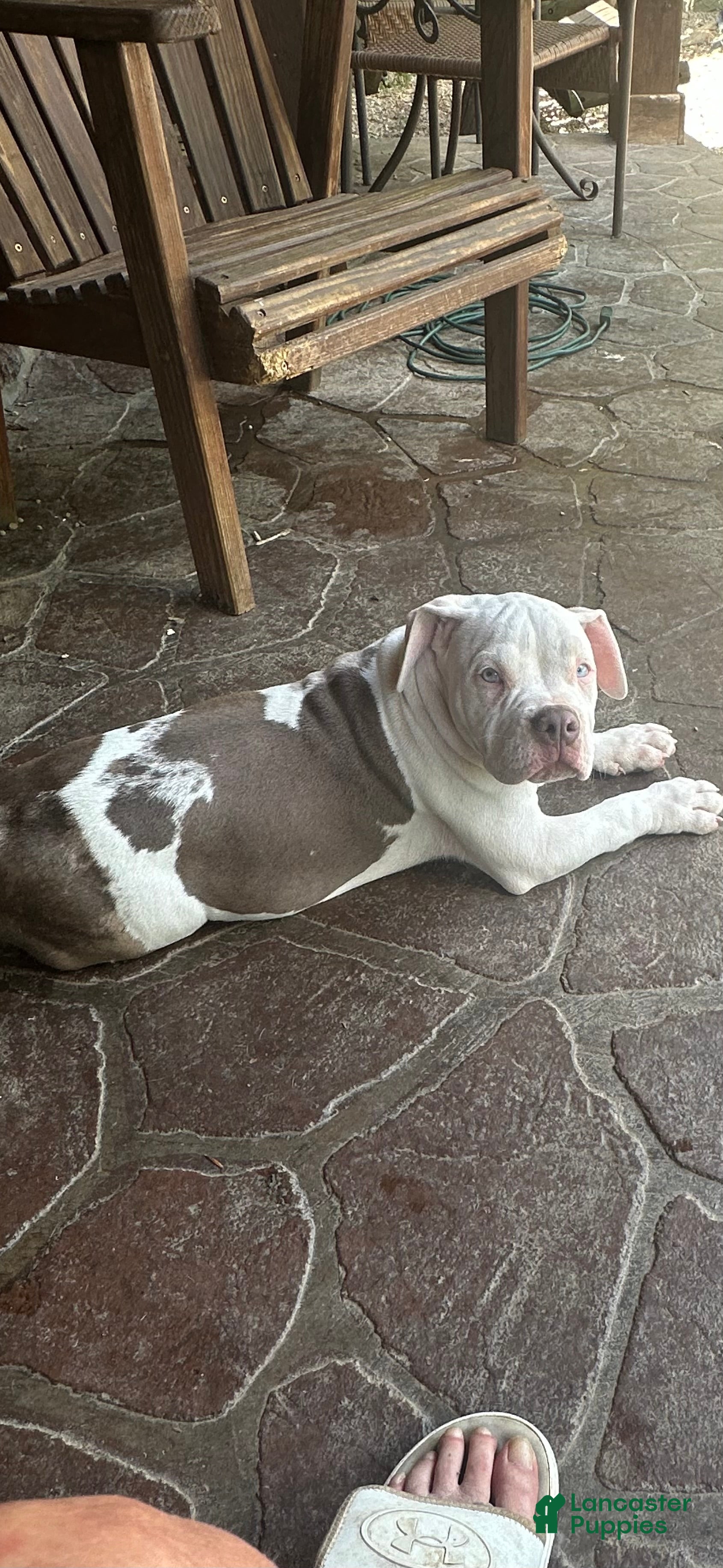 American Bully dogs Willow, pocket Bully Puppy 6 - Ad 2