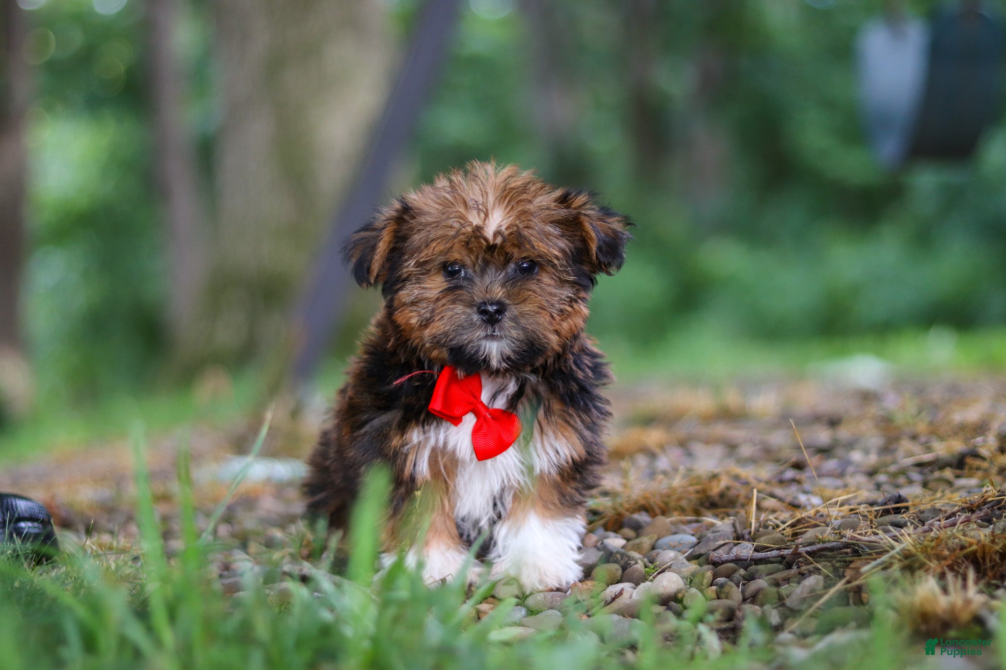 Shorkie dogs Frisky - Ad 2