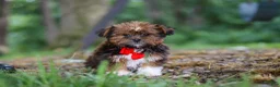 Shorkie dogs for sale: Frisky - Ad 2