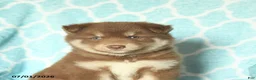 Pomsky dogs for sale: Happy - Ad 4