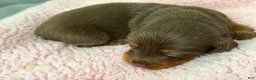 Miniature Dachshund dogs for sale: Champion bred long coat female - Ad 2