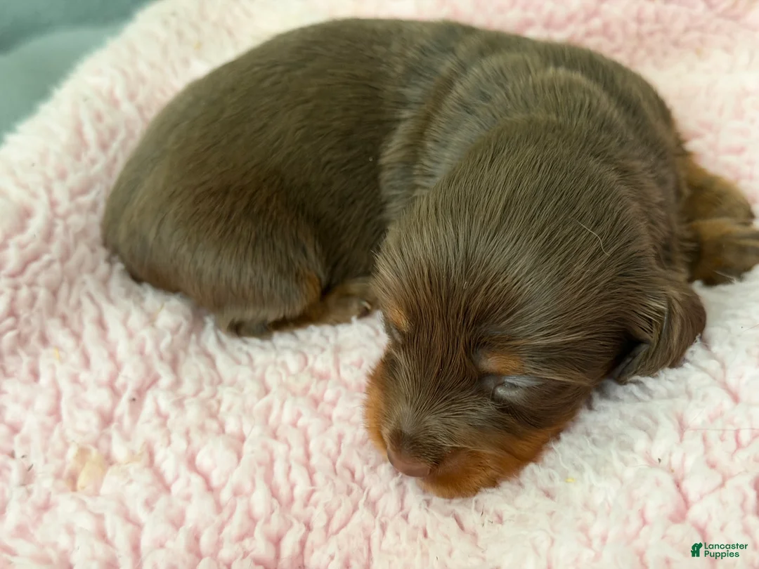 Miniature Dachshund dogs for sale: Champion bred long coat female - Ad 2