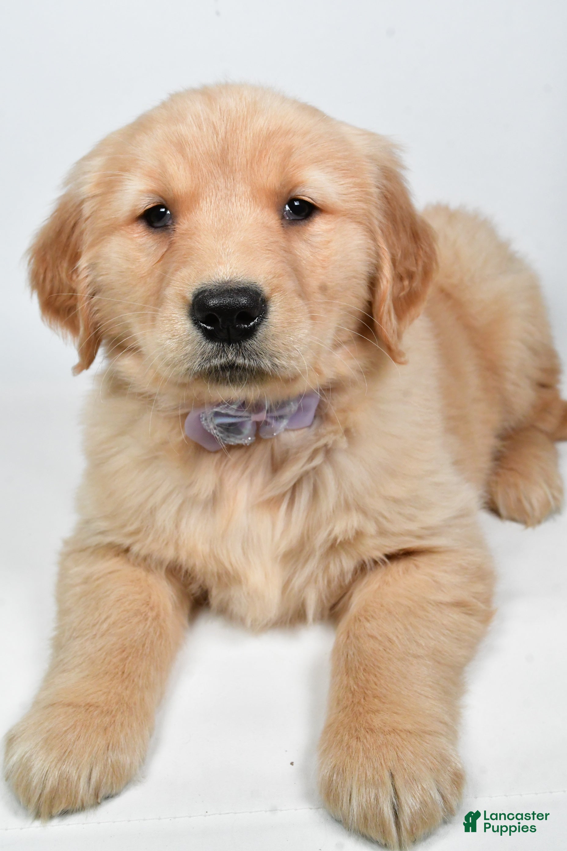 Golden Retriever dogs Lilly - Ad 21