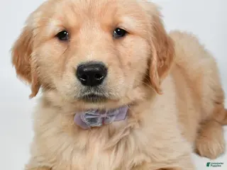 Golden Retriever dogs Lilly - Ad 33