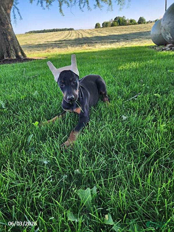Doberman Pinscher dogs for sale: Ranger - Ad 7