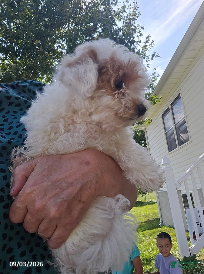 Miniature Poodle dogs Jessica - Ad 2