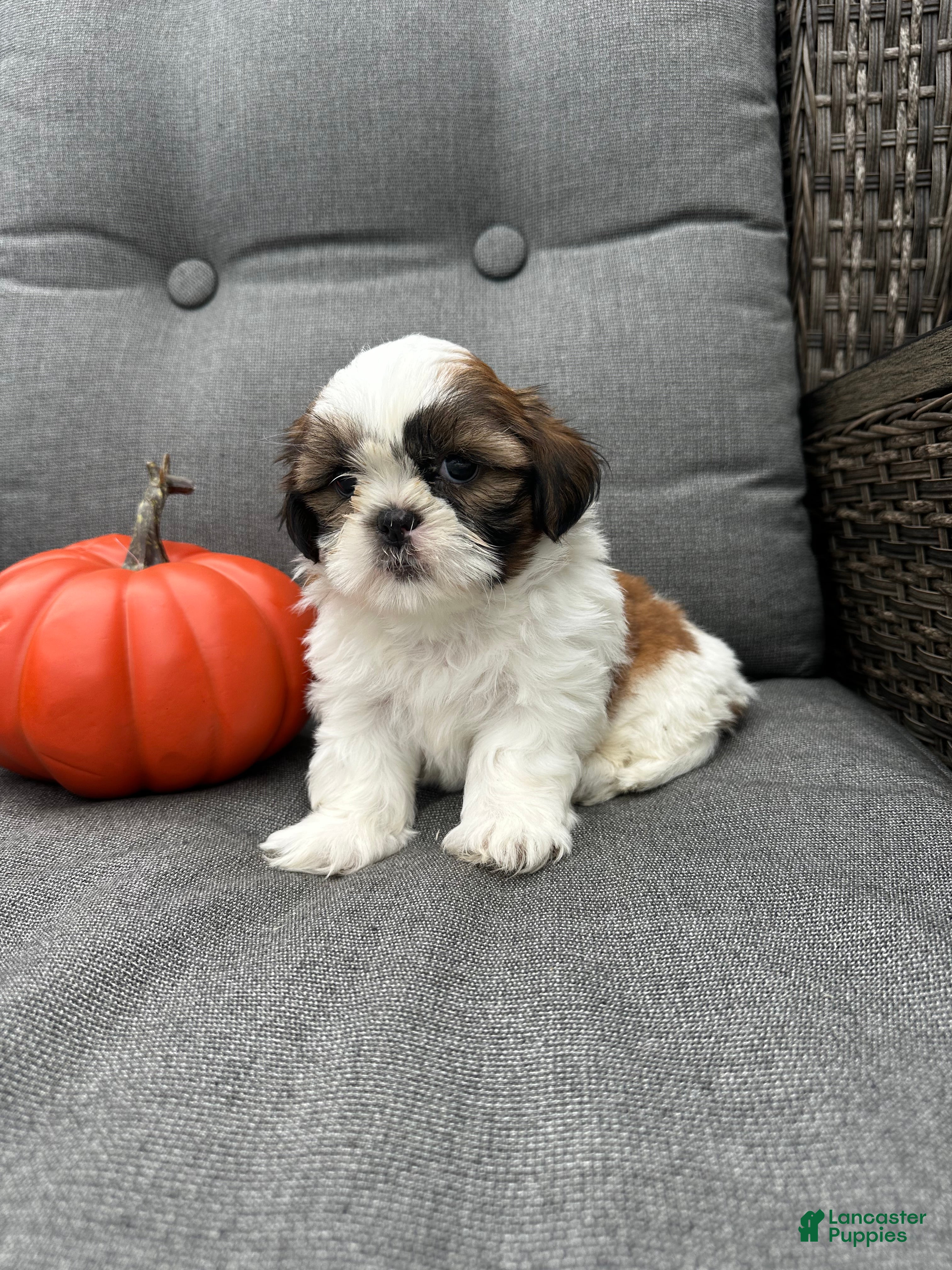 Shih Tzu dogs Bella - Ad 2