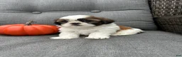 Shih Tzu dogs for sale: Bella - Ad 2