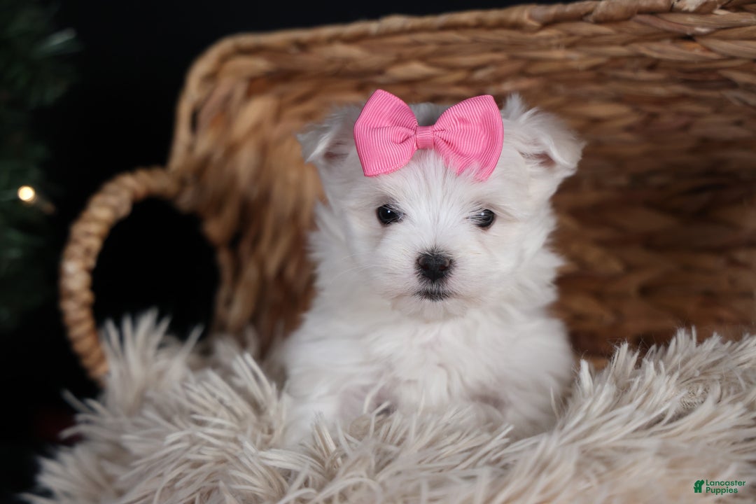 Maltese dogs for sale: ABBEY - Ad 26