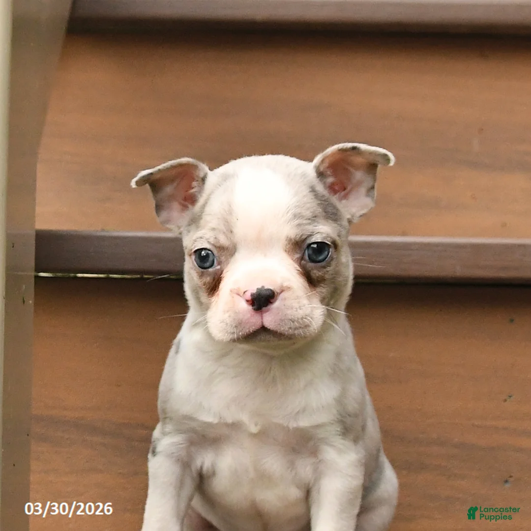 Boston Terrier dogs for sale: Tango - Ad 2