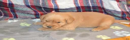 Golden Retriever dogs for sale: Mandy - Ad 4