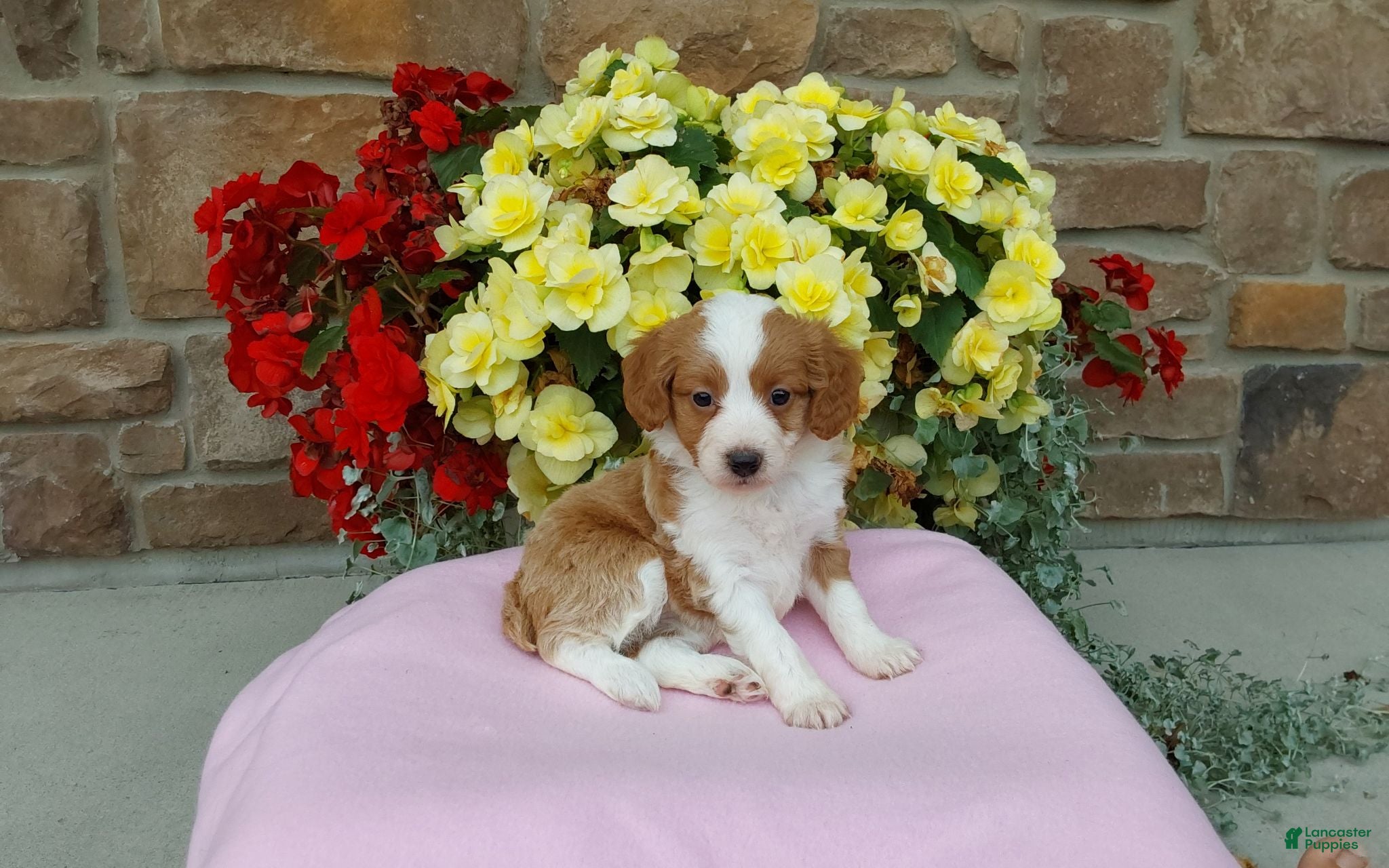 Aussiedoodle dogs Aussiedoodle 3 - Ad 2