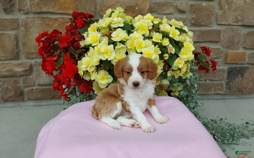 Aussiedoodle dogs for sale: Aussiedoodle 3 - Ad 2