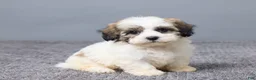 Teddy Bear dogs for sale: Lulu - Ad 3